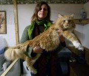 Maine_coon_red_tabby_white_of_10_kg.jpg