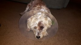 20190904-190401.jpg 20190904-190401.jpg